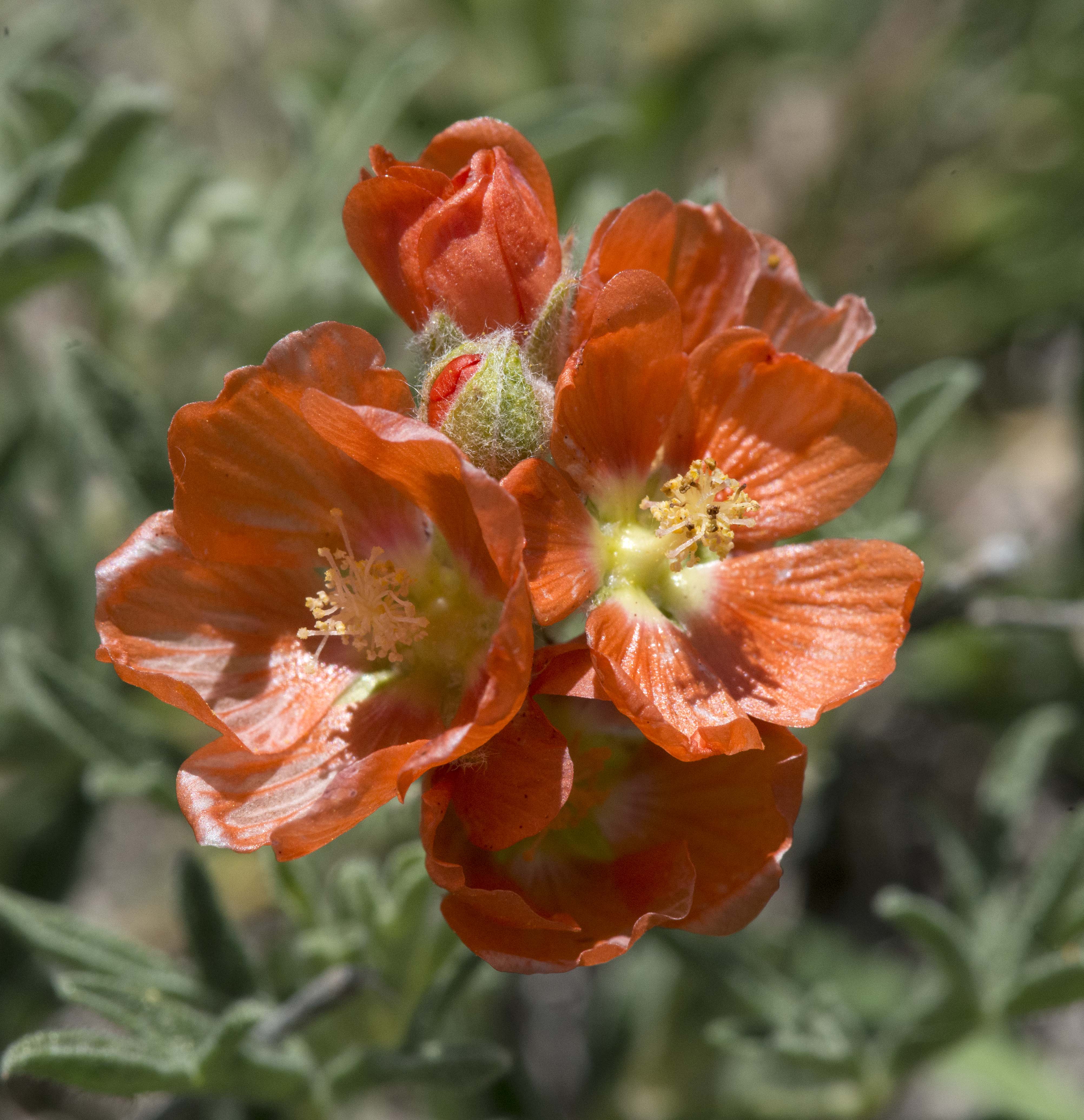 Munro's Globemallow